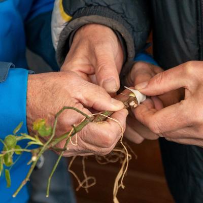 Veredelungskurs 20.04.2024